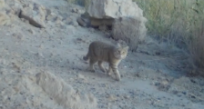 恢复生态保护环境敦煌西湖保护区首次拍到荒漠猫
