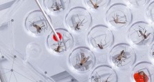 美国坚持释放7.5亿只转基因蚊子无视警告与后果会产生难以估量的后果